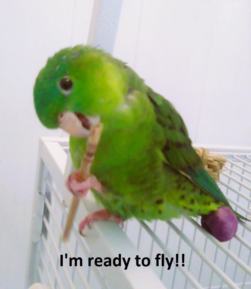 Ready to fly.webp