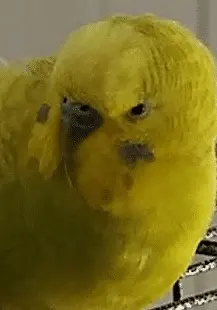 Screenshot 2022-03-05 11.24.35 AM.webp