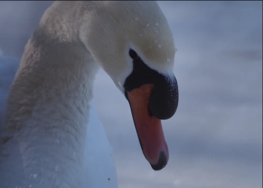 Screenshot 2026-02-08 at 3.46.53 PM.webp