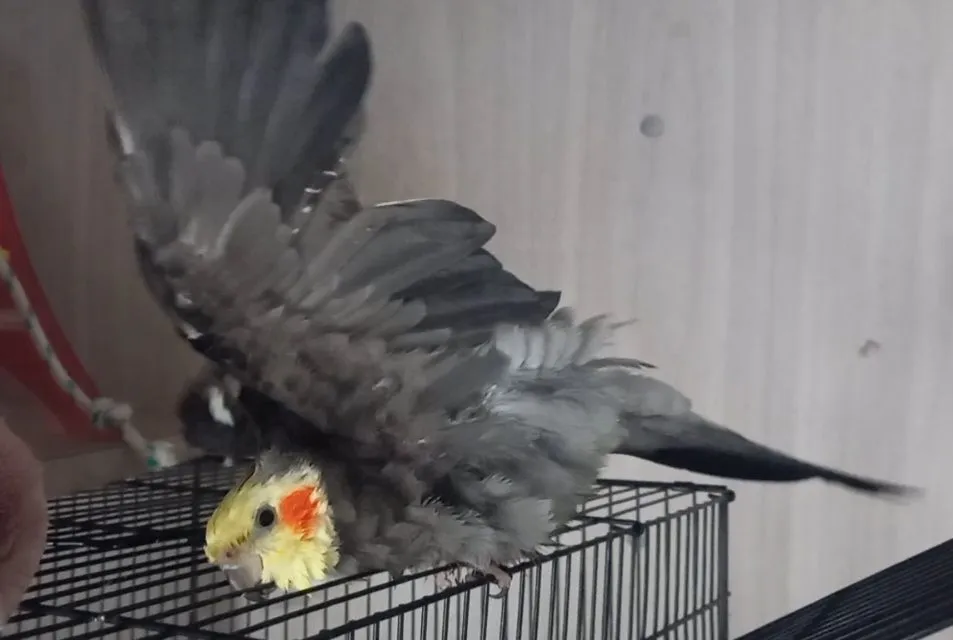 screenshot_20231008-163543_video-player-jpg.54991