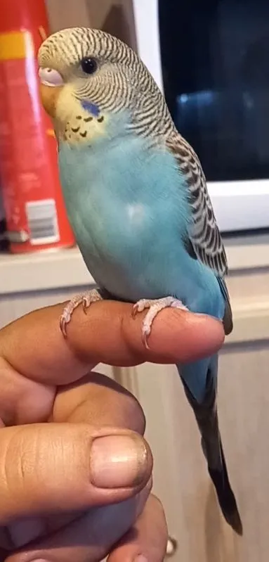 Screenshot_20231029-172309_Video Player.webp