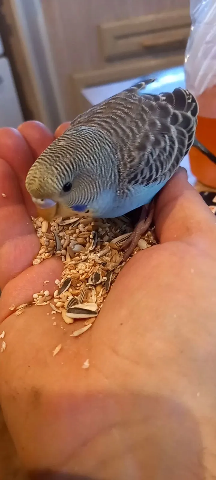 Screenshot_20231101-182116_Video Player.jpg