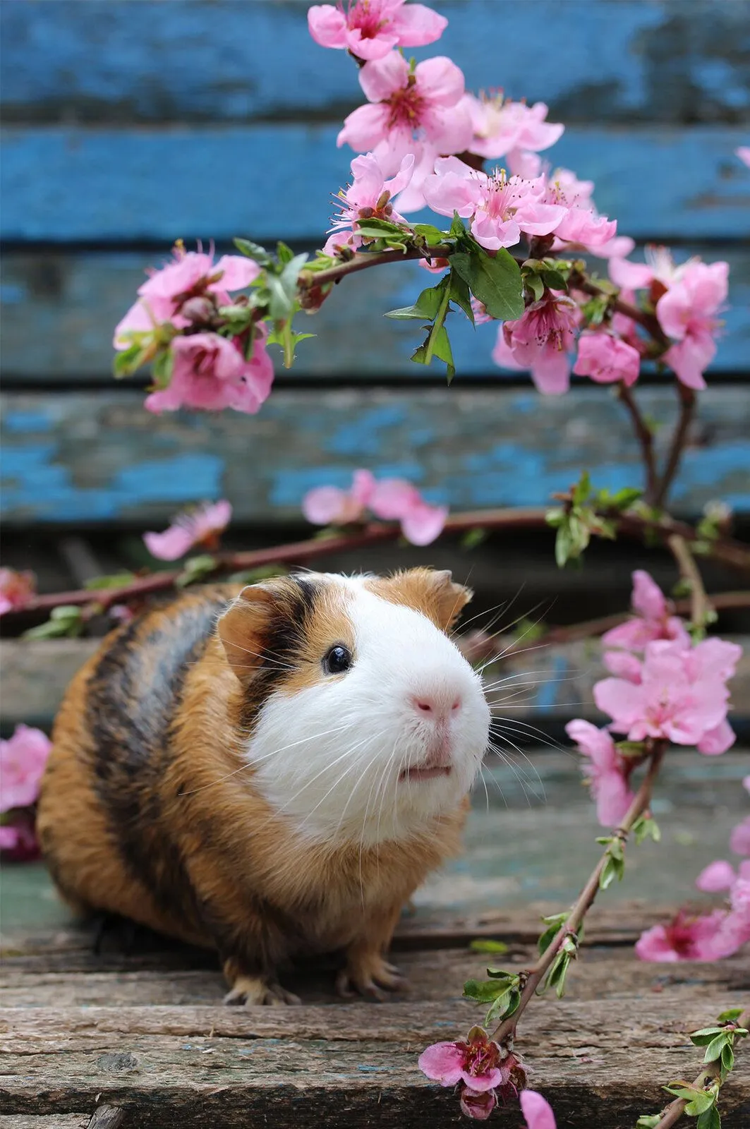 short-haired-guinea-pigs.webp