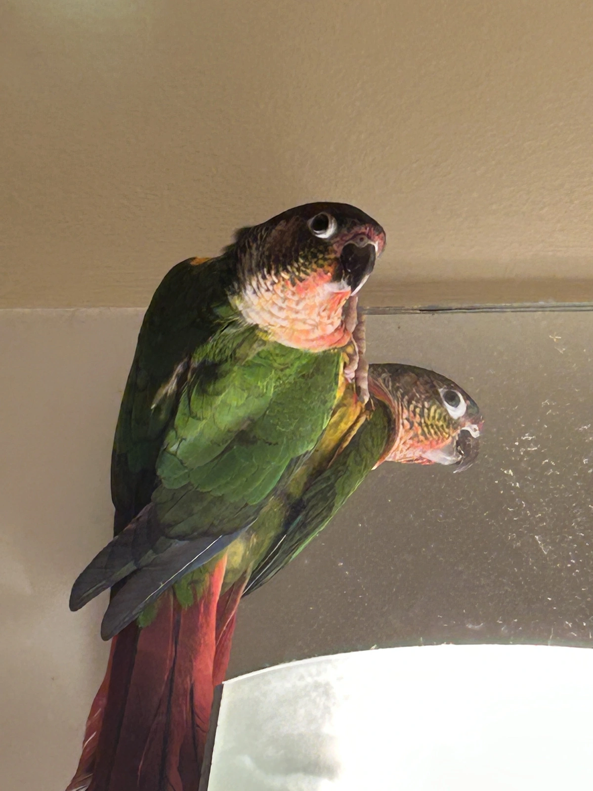 Tailgate bathroom mirror_2.webp