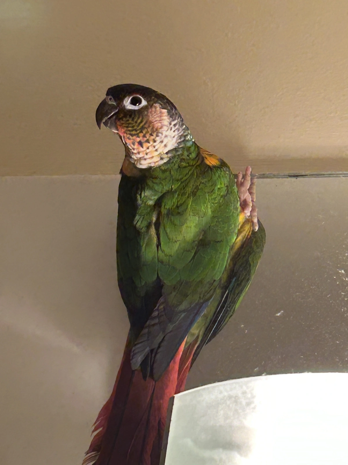 Tailgate bathroom mirror_3.webp