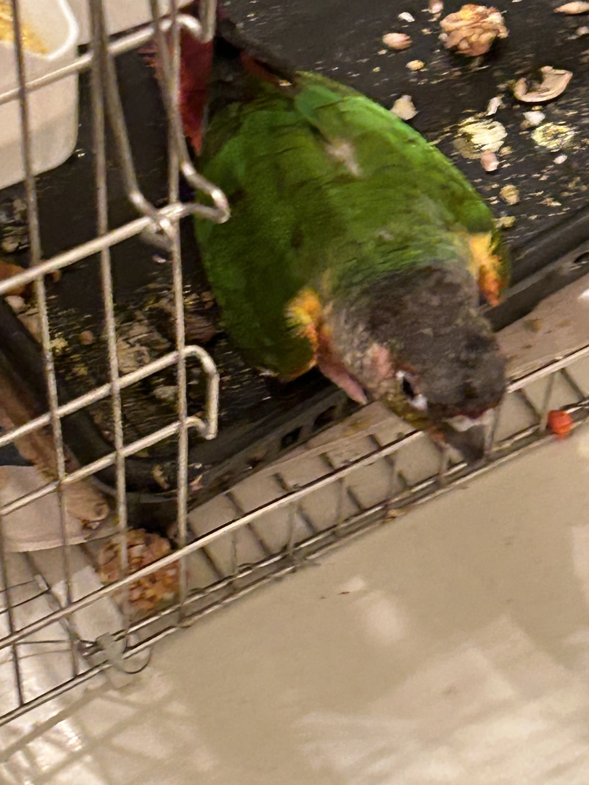 Tailgate in bathroom_1jpeg.webp