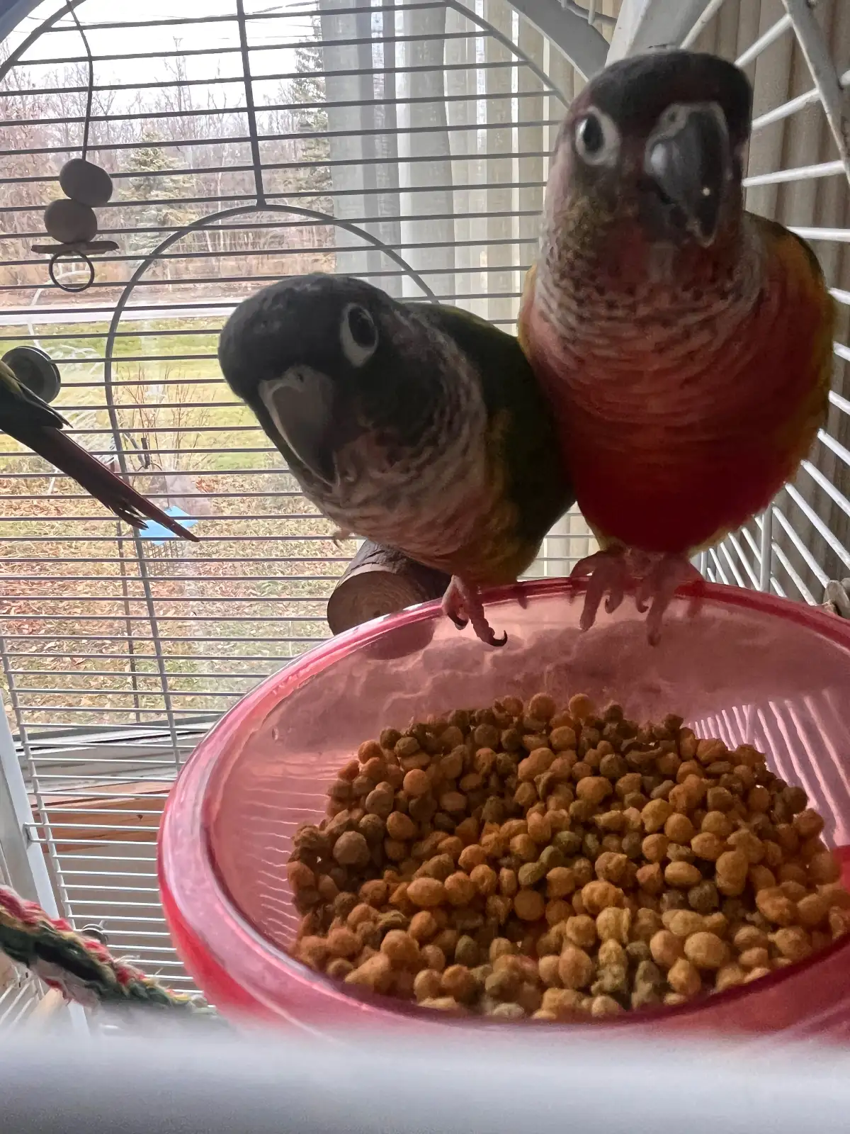 Tailgate in old home.webp