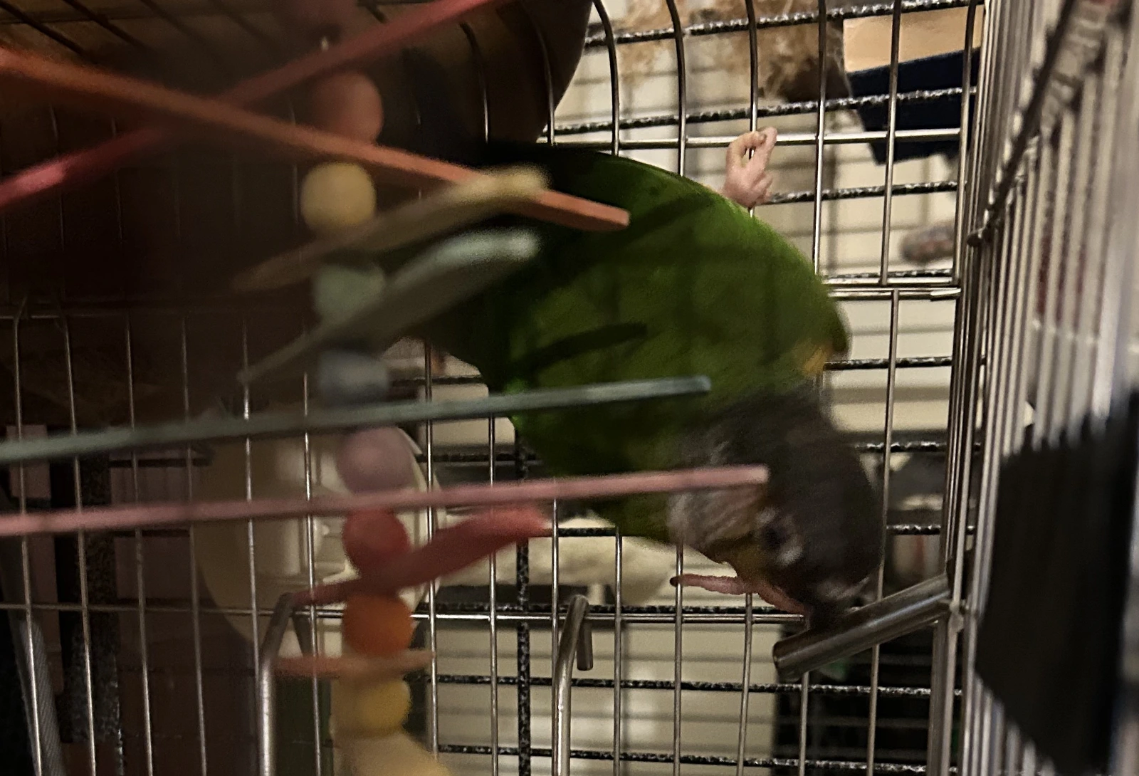 Tailgate_ Nov 29_2025_First day home.webp