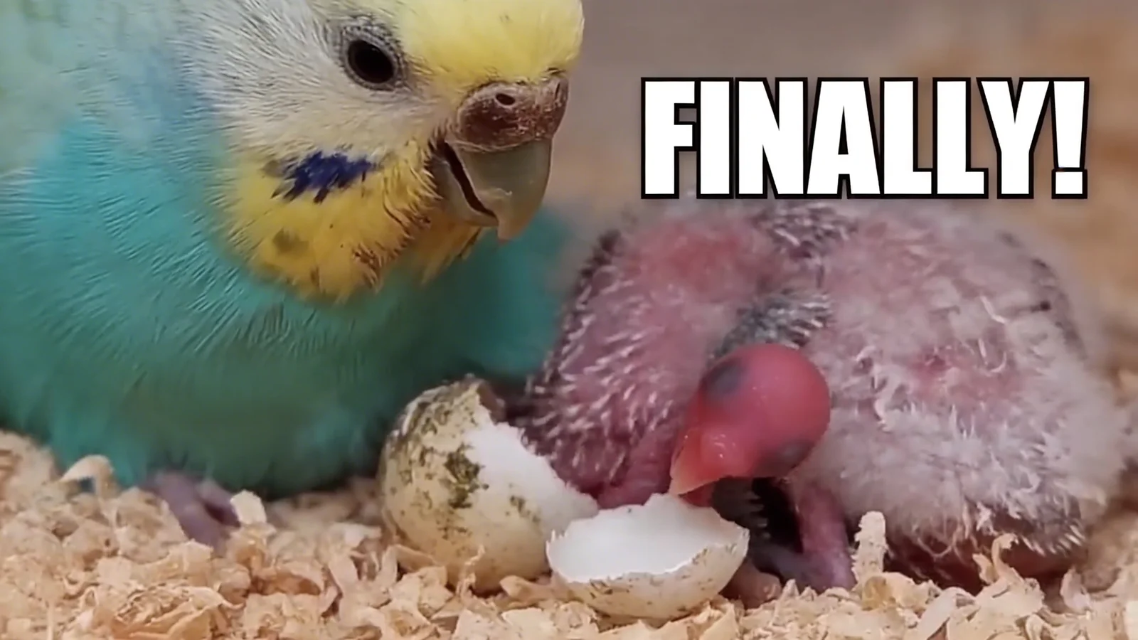 The Last Egg Hatches! Budgie Baby Arrives Late 💛 #satisfying #asmr.webp