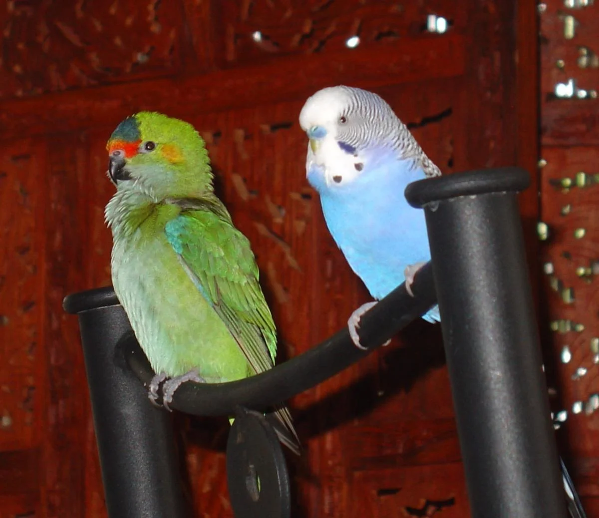 tinyroosters.webp