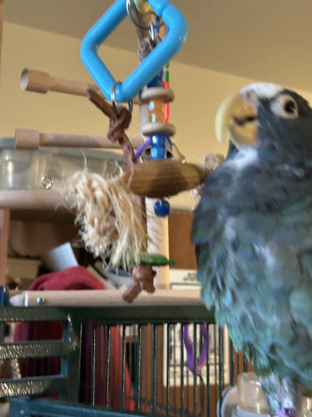Vortex contemplate toy.webp