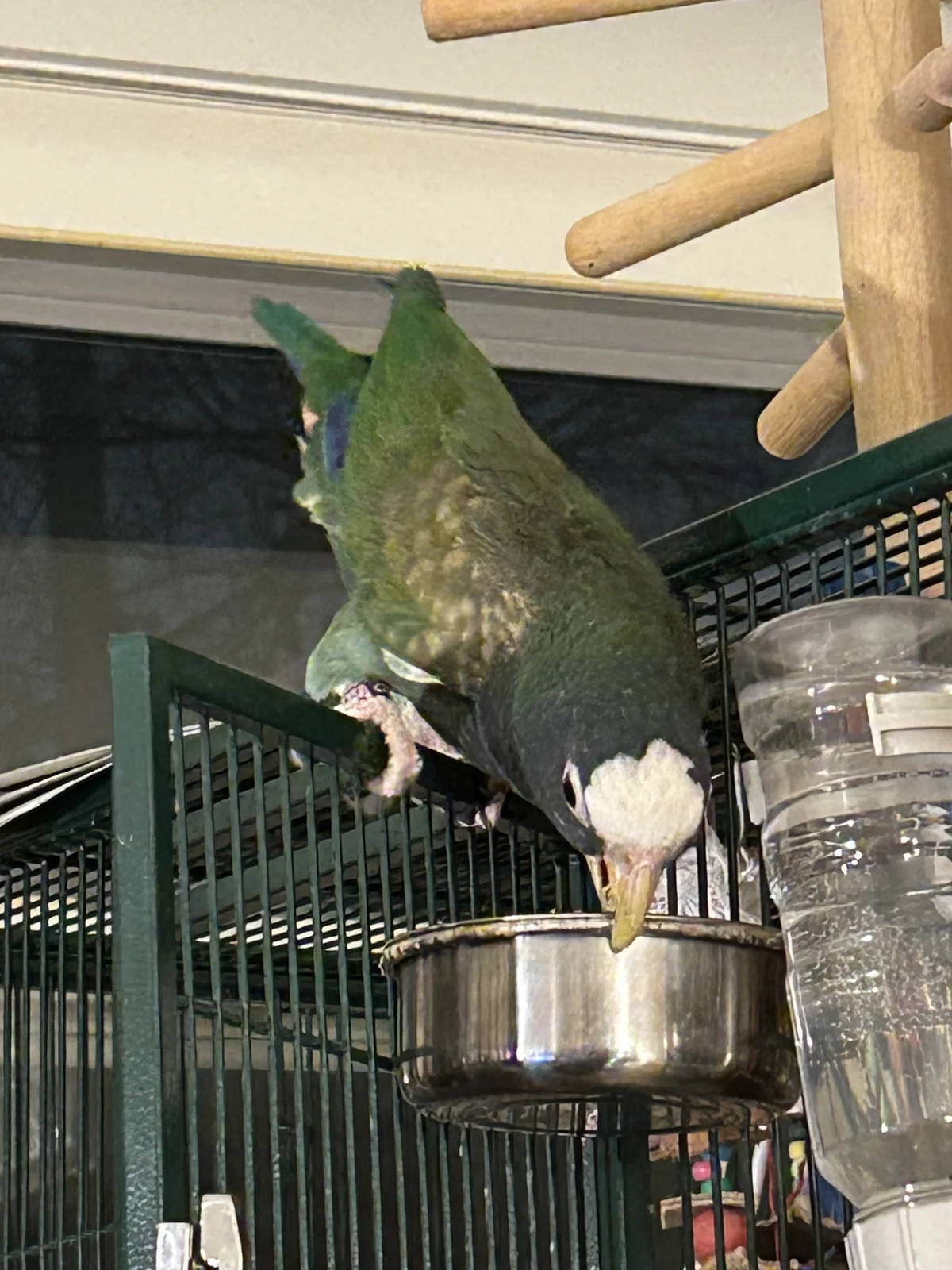 Vortex eating outside cage_2.webp