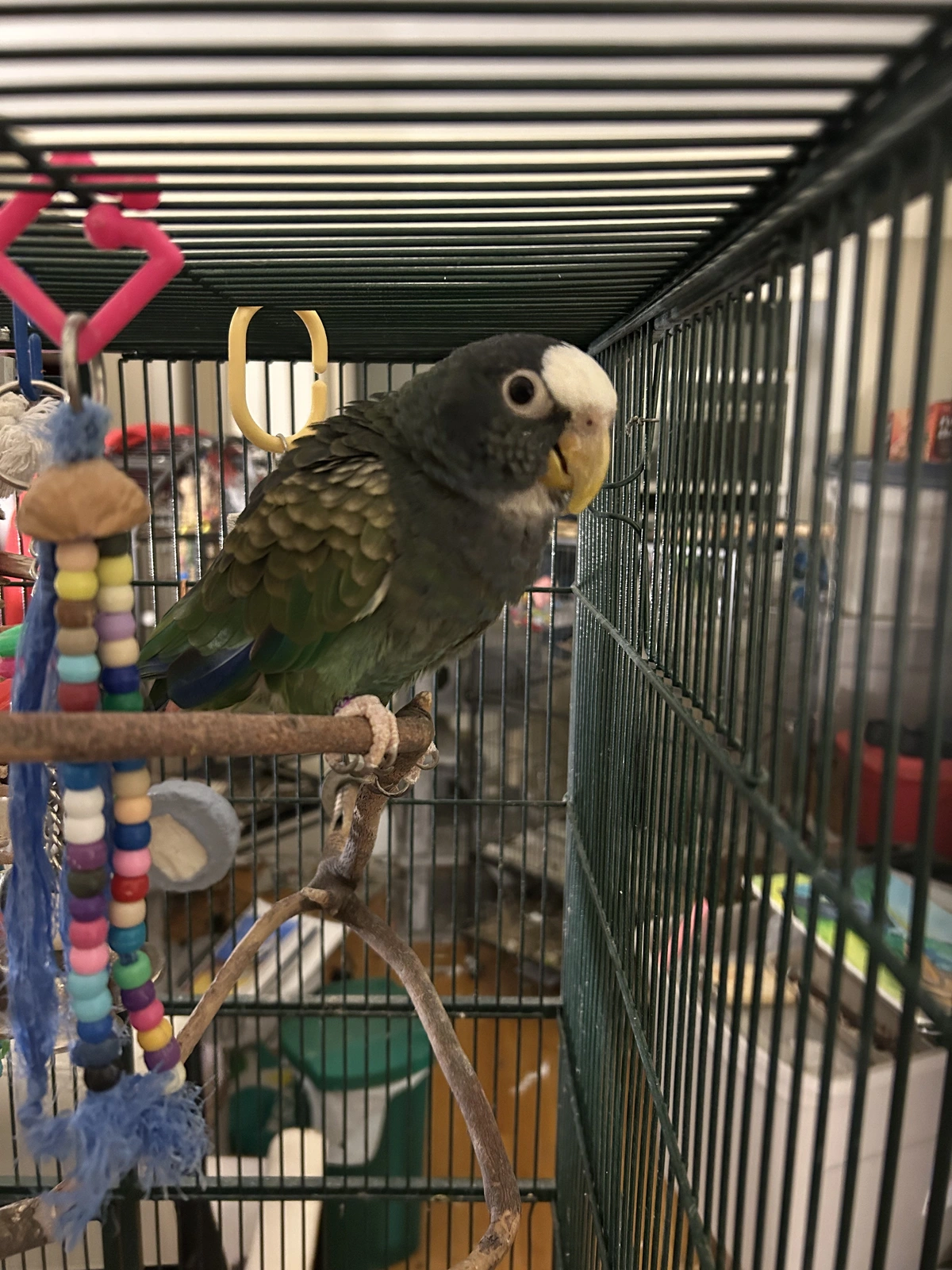 Vortex in her cage_oct 23 2025.webp