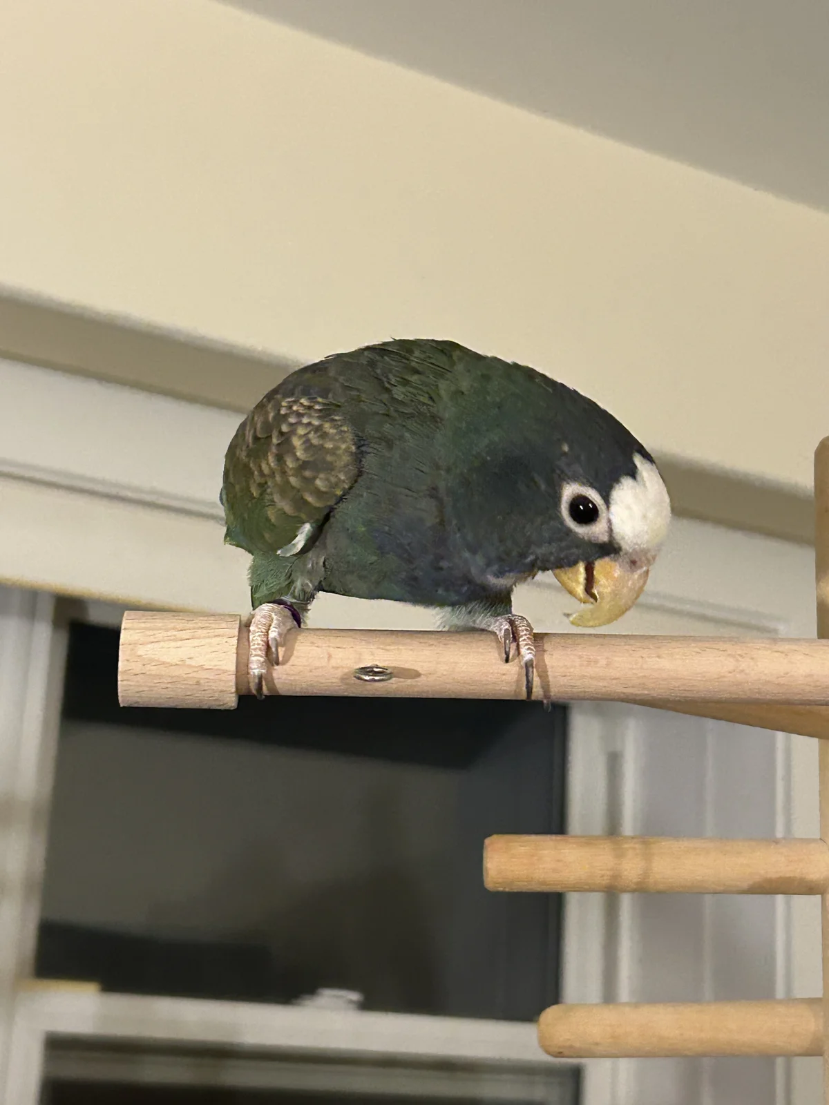 Vortex on playgym_feb 13 2026.webp