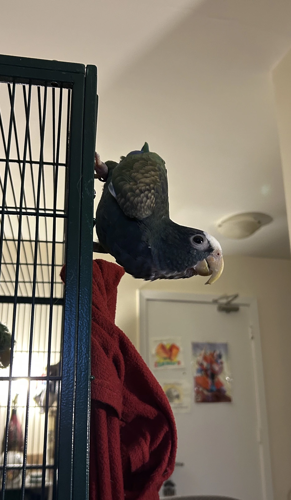 Vortex out and about_4.webp