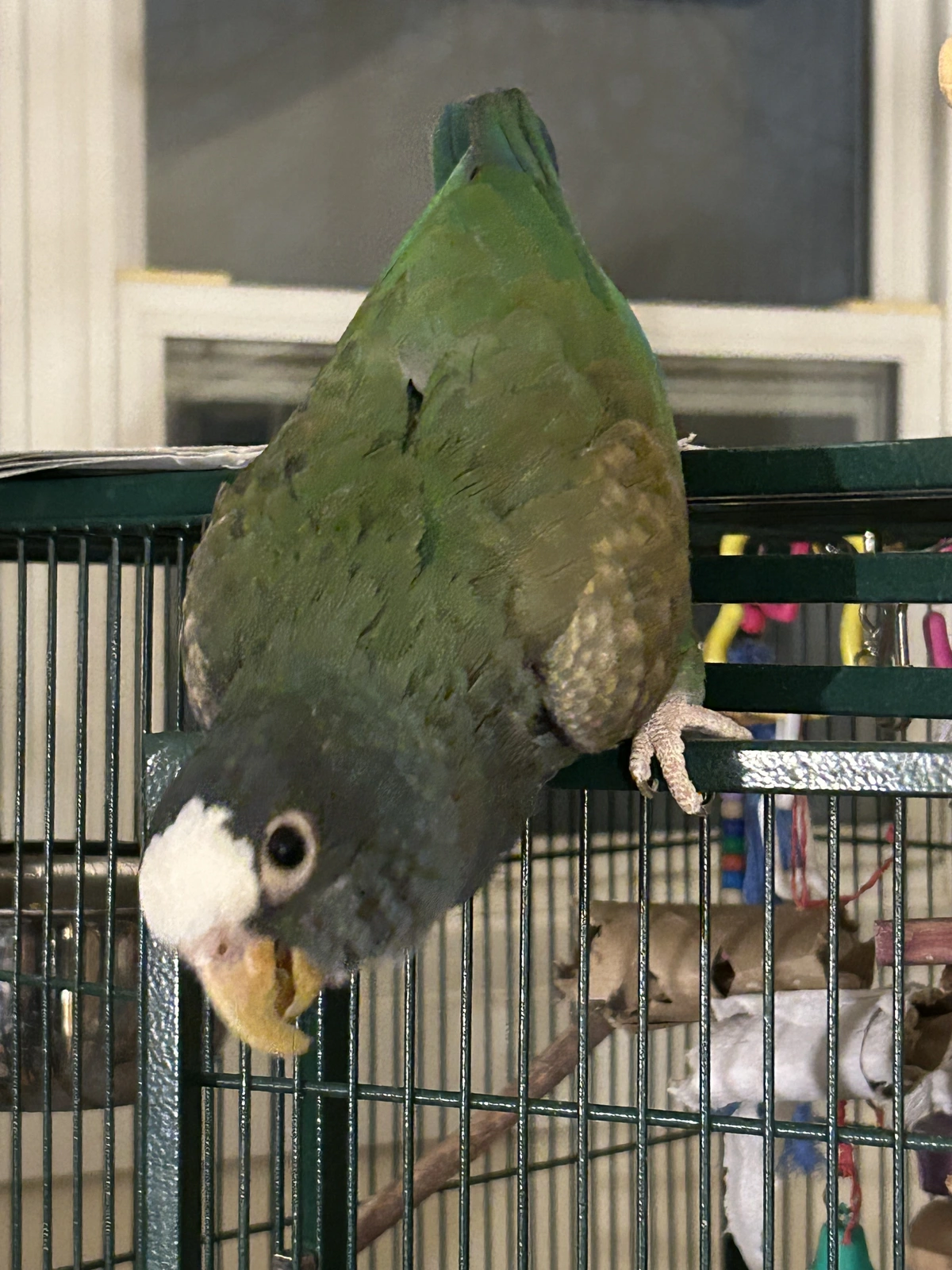 Vortex outside cage_6.webp