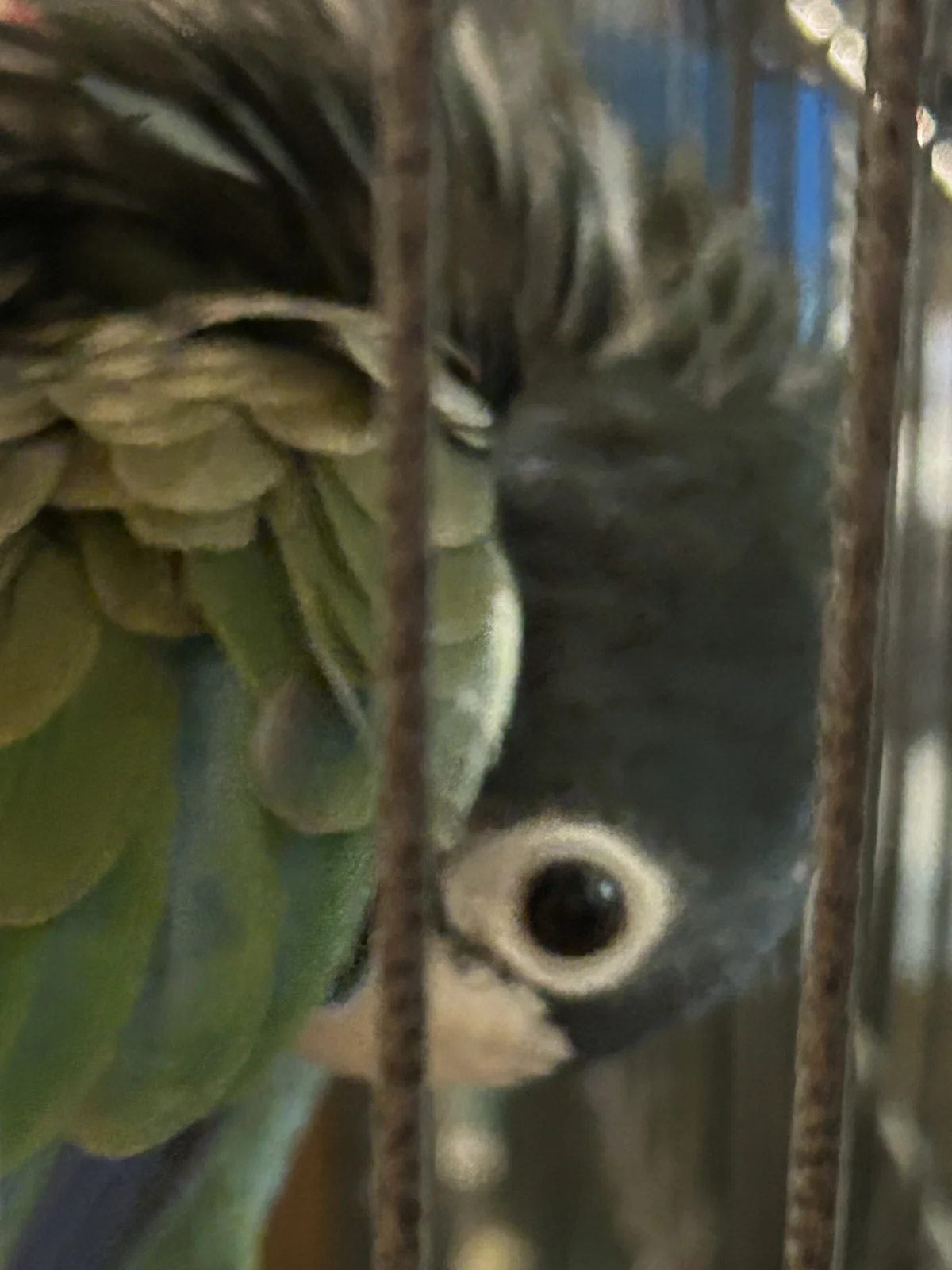 Vortex still grooming_oct 10 2026.webp