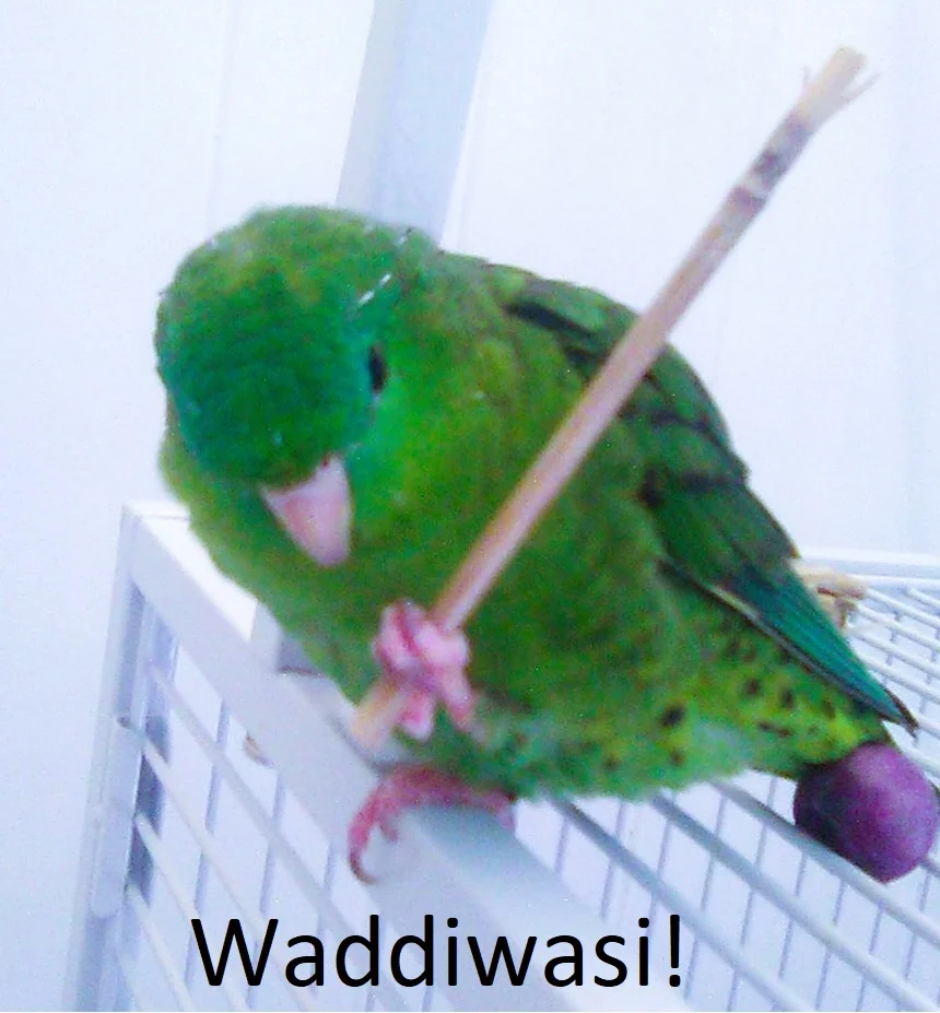 Waddiwasi.webp