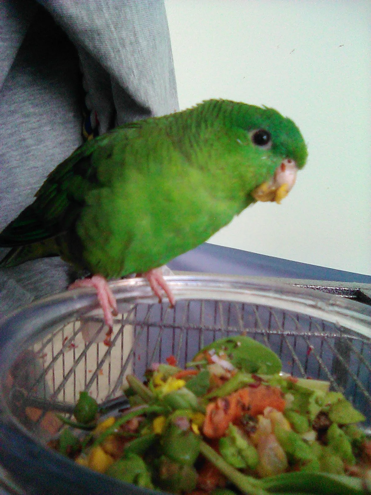 Yummybeaks.webp