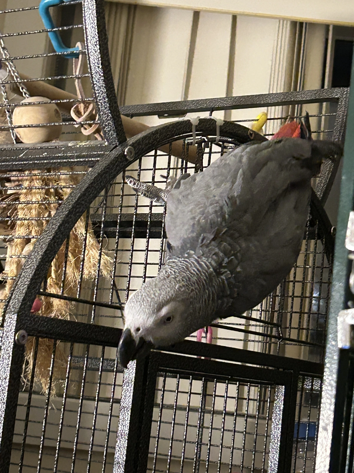 Yvons climbs down cage side again.webp