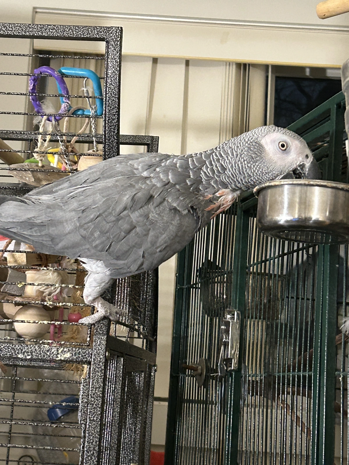 Yvons eat from bowl_2.webp