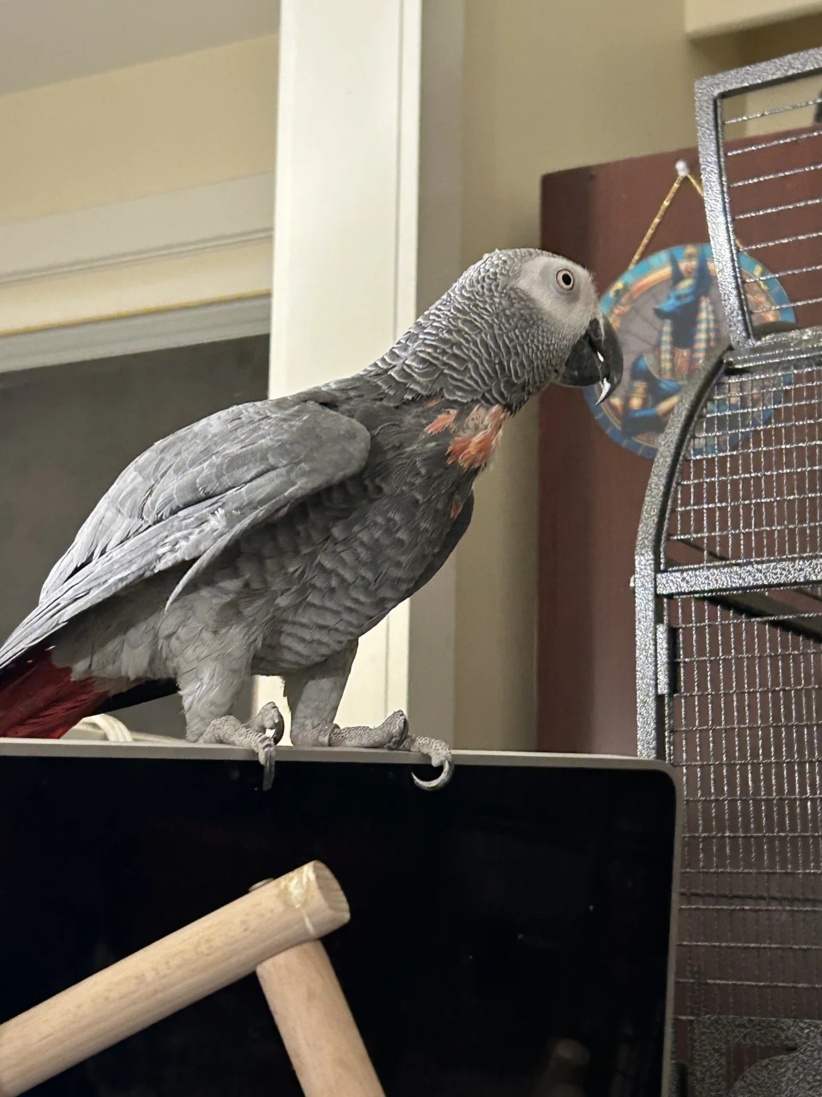 Yvons first tiem ontop of computer_feb 8 2026.webp