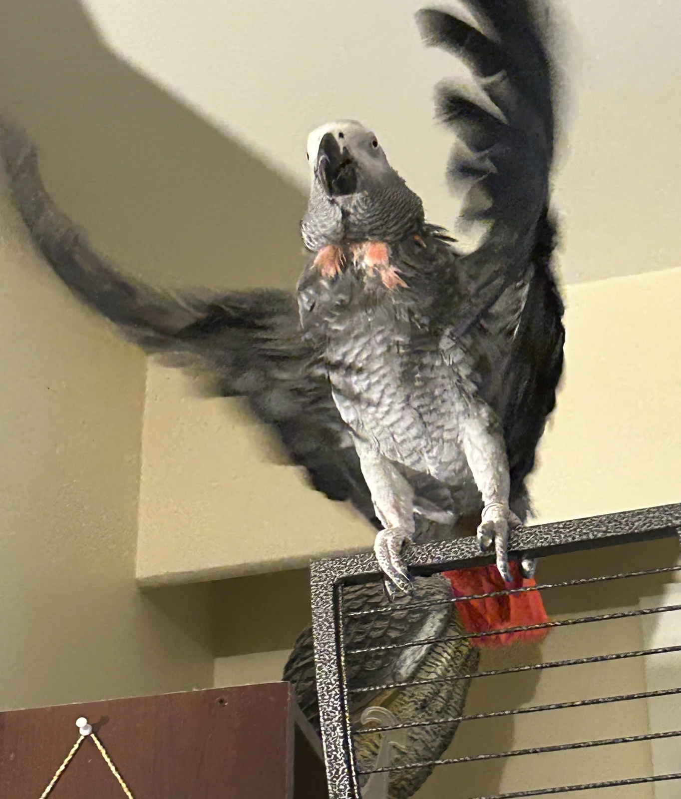 Yvons flap_Good_Aug 2026.webp