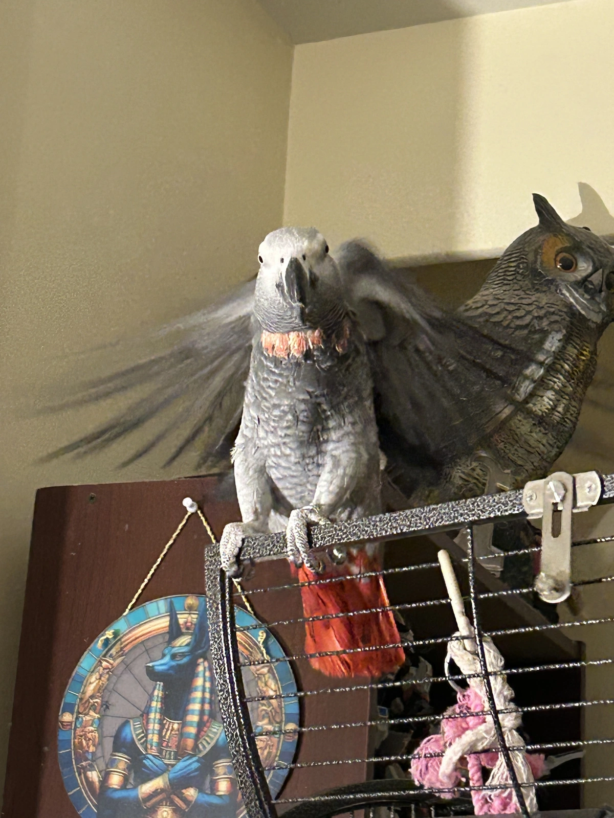 Yvons flaps again.webp