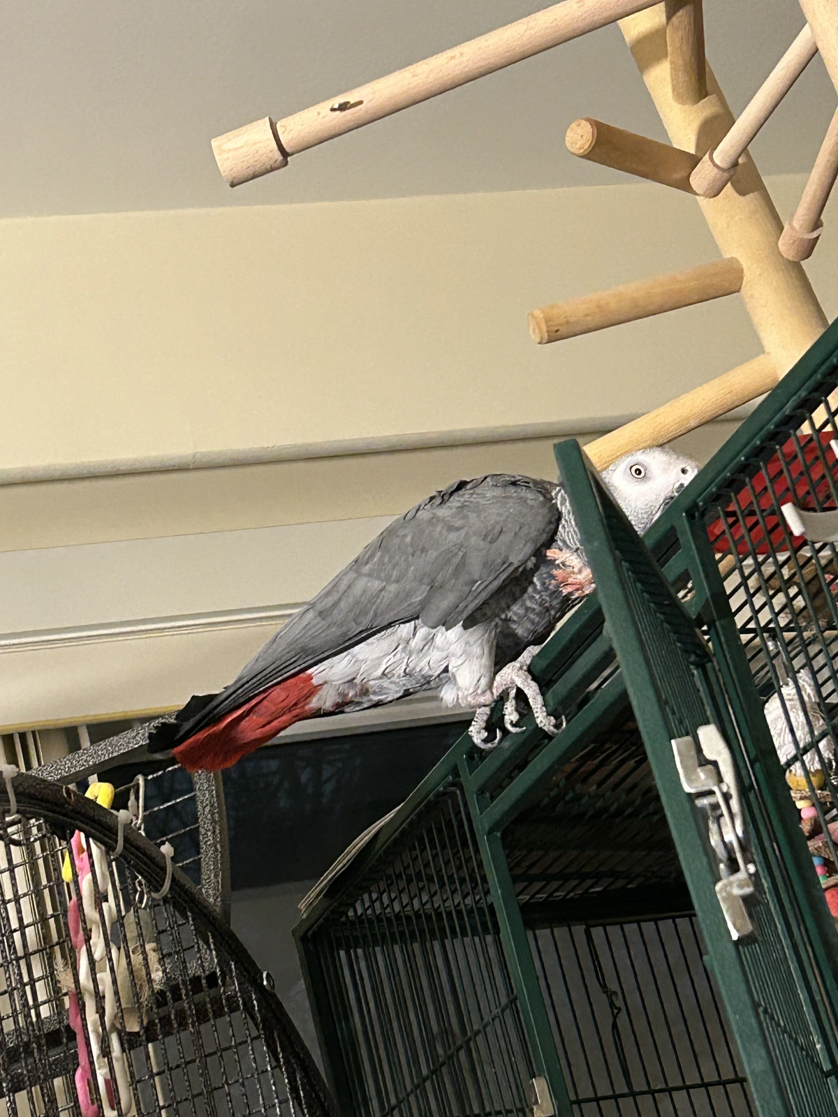 Yvons jumps to play cage_first time_Jan 21_2026_3.webp