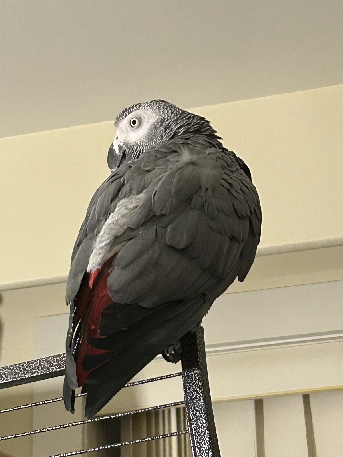 yvons look coy_spet 27_2025.webp