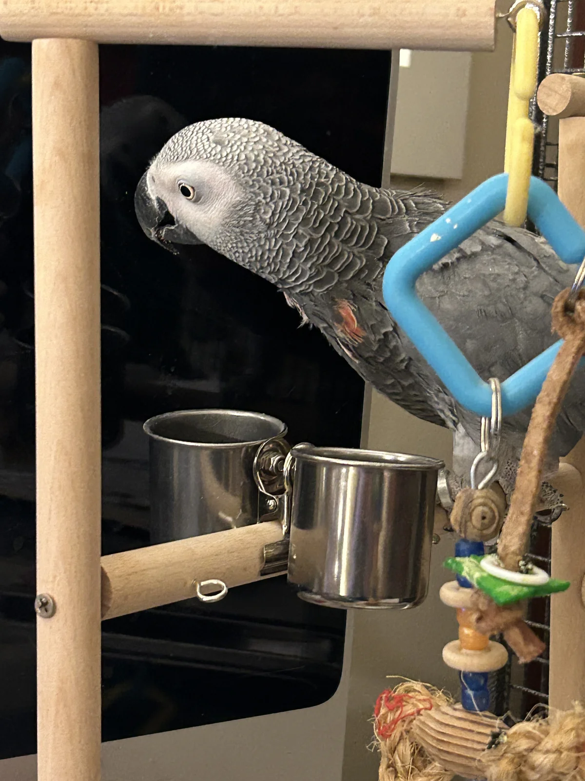 Yvons on perch for first time_Feb 8 2026.webp