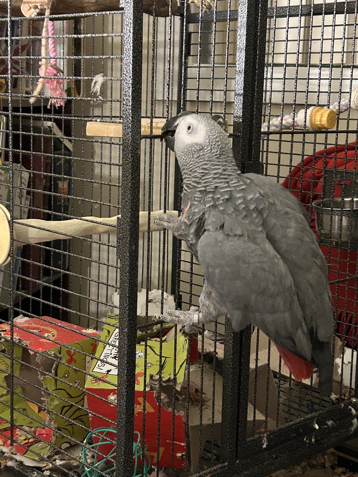 Yvons searching for almonds.webp