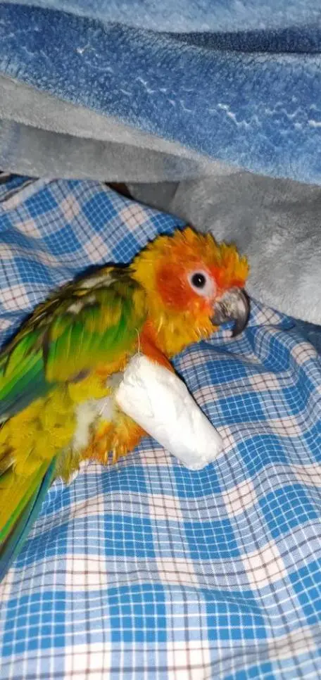 How to Fix a Sun Conure Leg: Expert Tips and Step-by-Step Guide