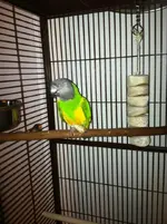Morgan3.webp
