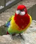 rosella.webp