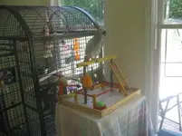 Echo's cage and play area.webp