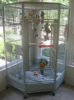 Harley's cage.webp
