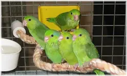 ___GrtSct Pbabies.webp