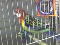 Persy the parrot.jpg