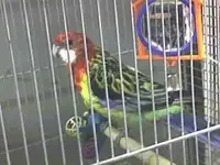 Persy the parrot.webp