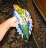 Rosella fanned feathers 8-9-04.webp