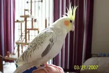 Tweety.webp