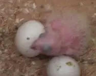 2008 4-1 new chick- B#88178.webp