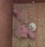 2008 4 4 chick photos 005.webp