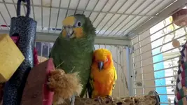 conureandamazon.webp