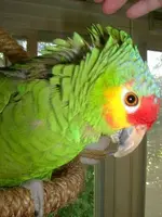 2njlslk.webp