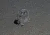 IM000074.webp