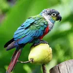 blue conure.webp