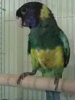 LGIM0031.webp
