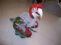 51 Days Old #3.webp